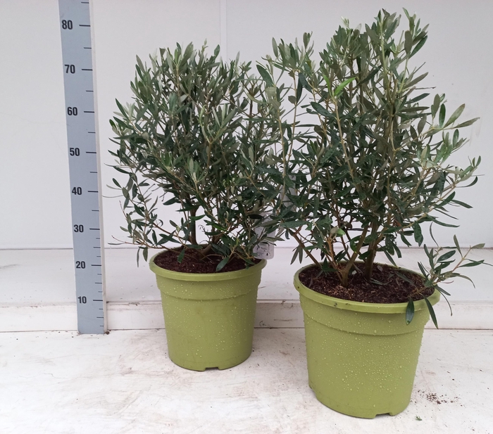 <h4>OLEA EUROPAEA</h4>