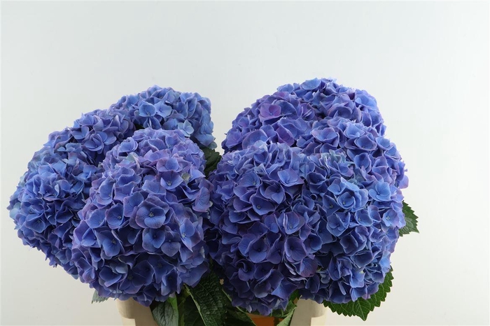 <h4>Hydr M My Riviera 80-21</h4>