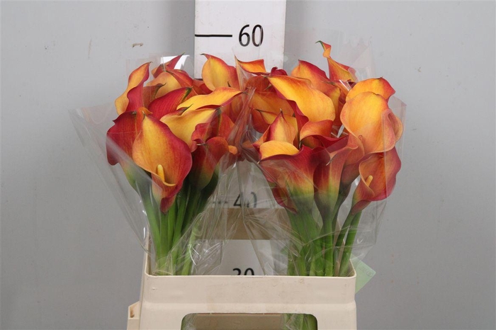 <h4>Zant Morning Sun</h4>