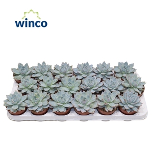 Echeveria Blue bird
