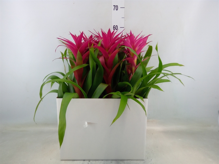 <h4>Guzmania  'Voila'</h4>