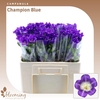 Campanula Champion Blue