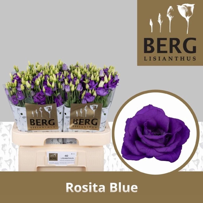 <h4>Lisianthus do rosita blue</h4>