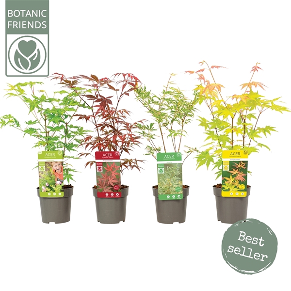 <h4>Acer palm. diverse mix</h4>