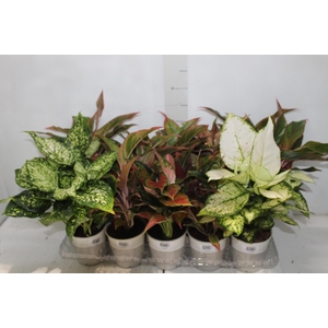 AGLAONEMA VARIADA P12