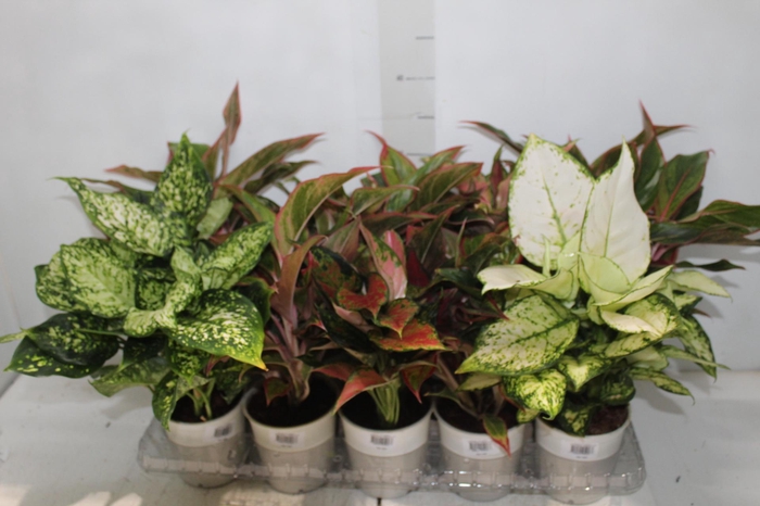 <h4>AGLAONEMA VARIADA P12</h4>