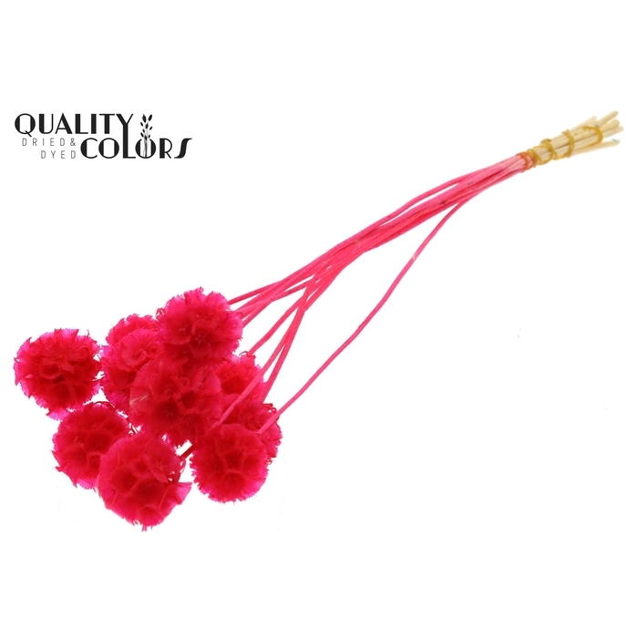 <h4>Scabiosa Preserved 10pc/bunch Bleached Cerise</h4>
