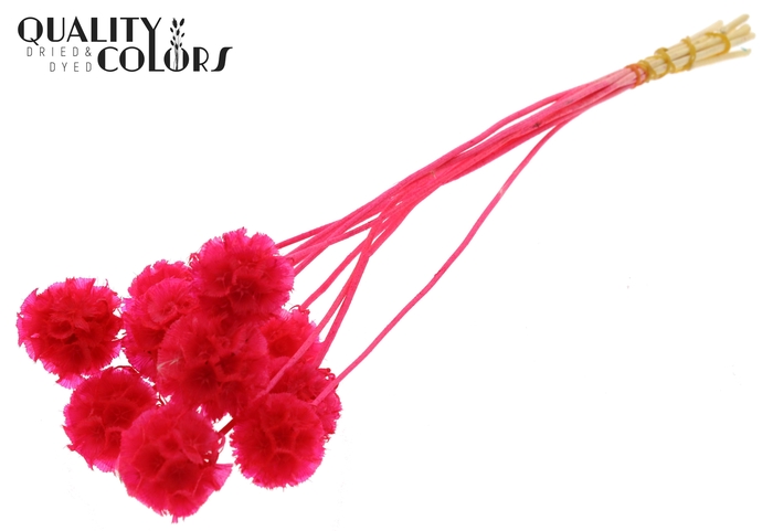 Scabiosa Preserved 10pc/bunch Bleached Cerise
