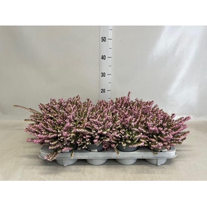 Erica darley. 'Darley Dale'