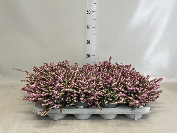 <h4>Erica darley. 'Darley Dale'</h4>