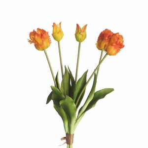 AF Tulip Parrot x5 L40cm Orang