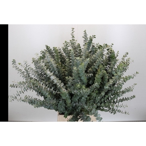 EUCALYPTUS  'BABY BLUE'