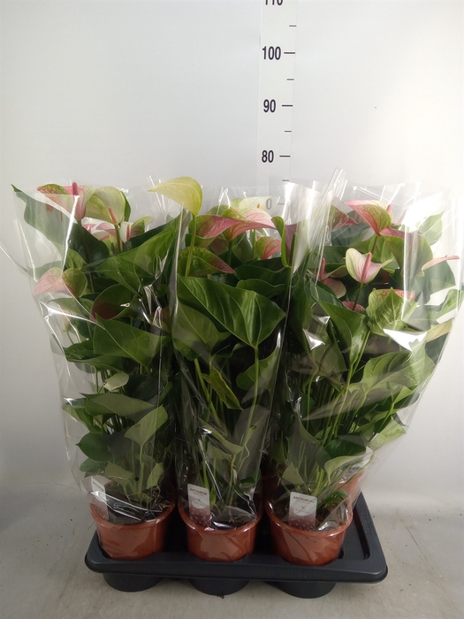 <h4>Anthurium andr. 'Fantasy Love'</h4>