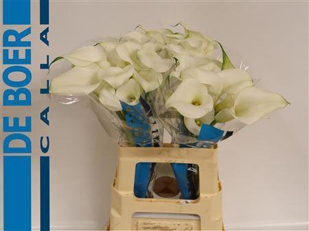 <h4>CALLA  'CAPTAIN VENTURA'</h4>