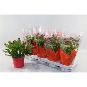 Schlumbergera rood 75+ knop