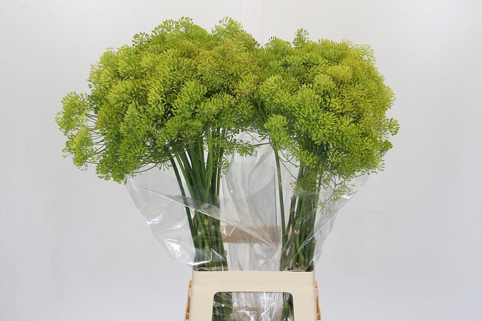 <h4>Anethum Graveolens</h4>