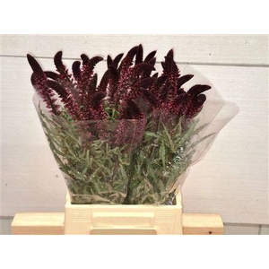 LYSIM ATROPURPUREA
