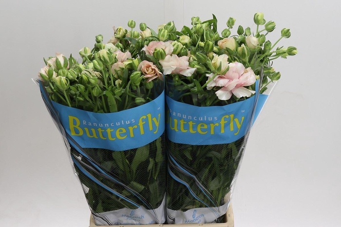 <h4>RANUNCULUS  'BUTTERFLY ARIADNE'</h4>