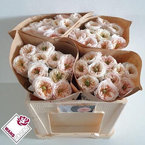 <h4>R GR TINKERBELL! .</h4>