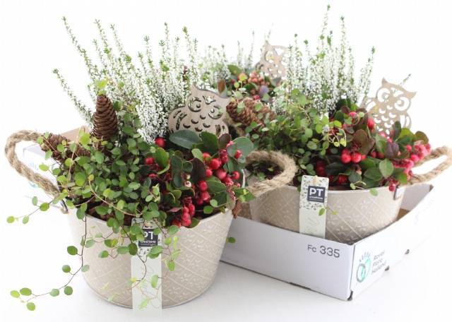 <h4>ARR TUINPLANTEN</h4>