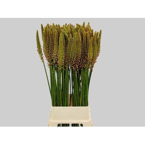 Eremurus  'Cleopatra'