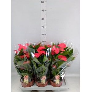 Anthurium andr. 'Melito'