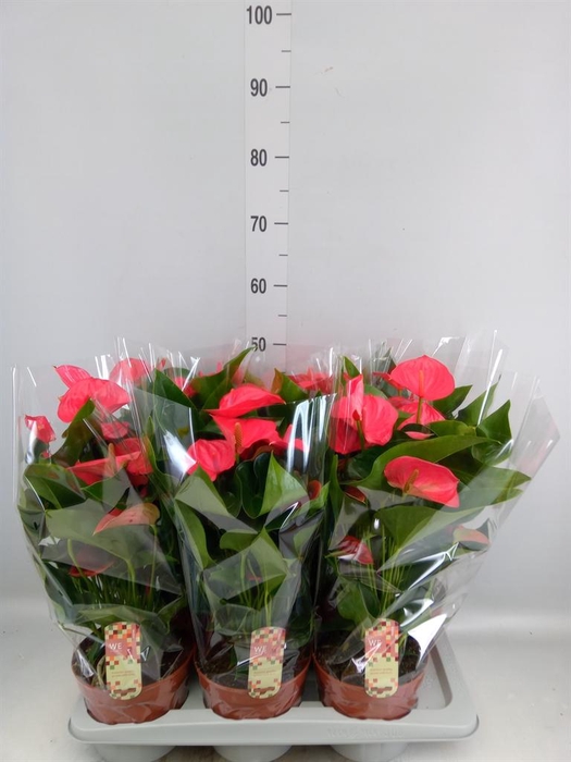 <h4>Anthurium andr. 'Melito'</h4>