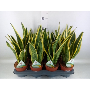 Sansevieria trifa. 'Laurentii'