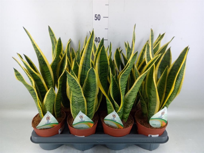 <h4>Sansevieria trifa. 'Laurentii'</h4>