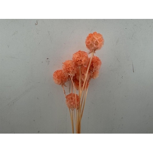 Pres Scabiosa 10pc Orange Bunch