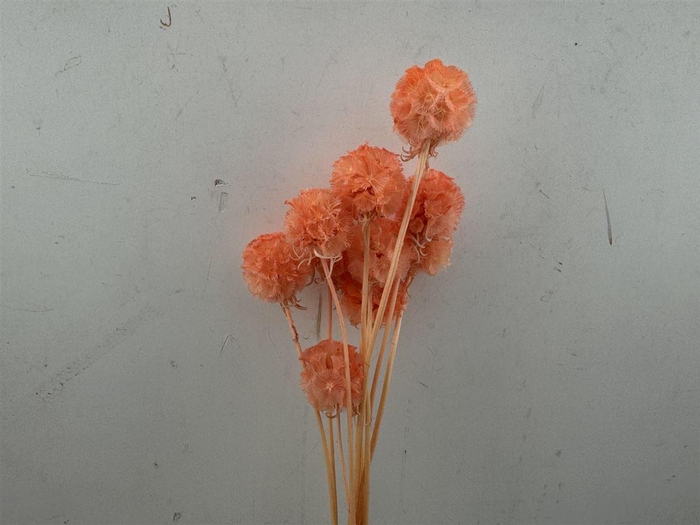 <h4>Pres Scabiosa 10pc Orange Bunch</h4>