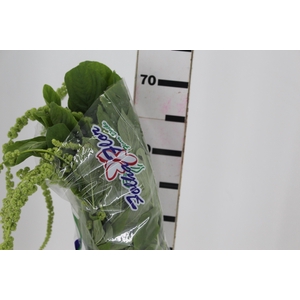 AMARANTHUS VERDE PENDENTE 080 CM