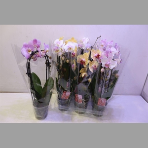 Phal El Cascade