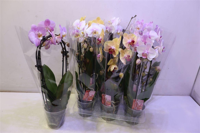 <h4>Phal El Cascade</h4>