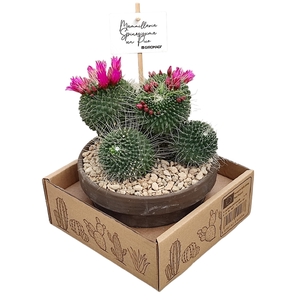 MAMMILLARIA SPINOSISSIMA UN PICO - TERRACOTTA BOWL Ø 15 - IN CARDBOARD BOX (CACTUS)