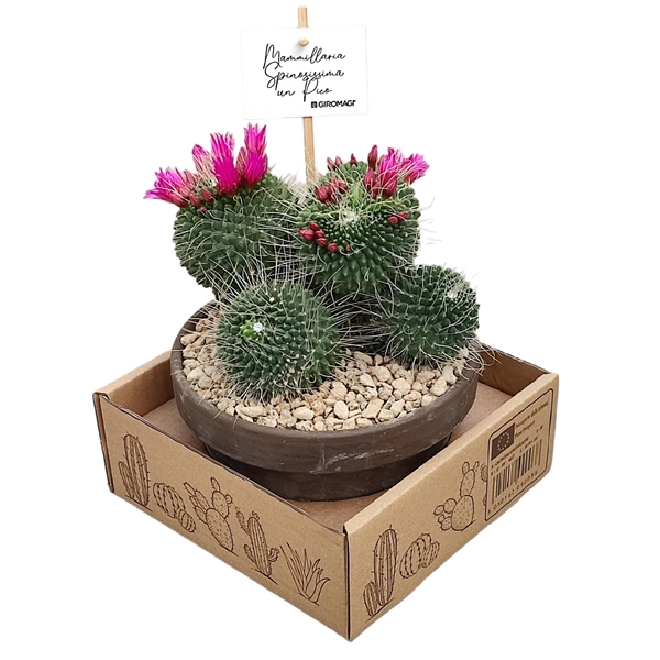 <h4>MAMMILLARIA SPINOSISSIMA UN PICO - TERRACOTTA BOWL Ø 15 - IN CARDBOARD BOX (CACTUS)</h4>