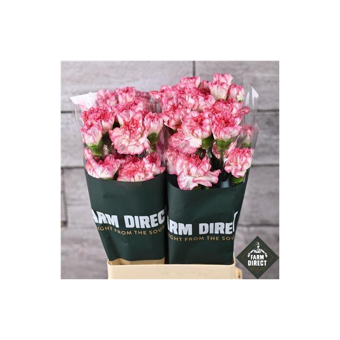 <h4>Di St Komachi</h4>