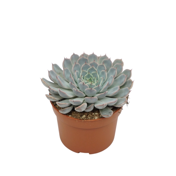 <h4>Echeveria cuspidata</h4>