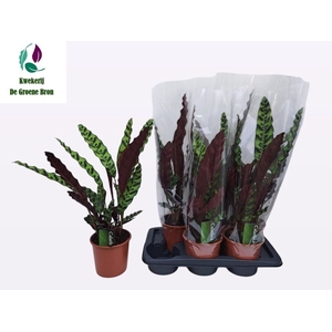CALAT LANCIFOLIA