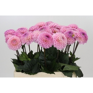 Dahlia Wizard of Oz