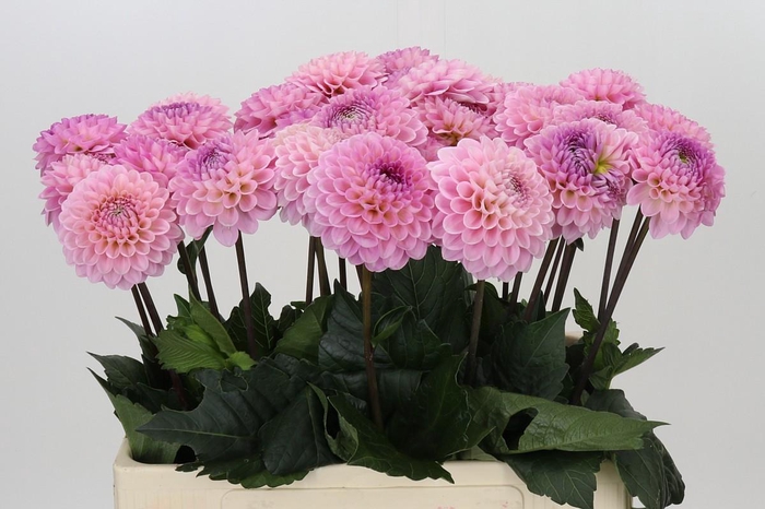 <h4>Dahlia Wizard of Oz</h4>