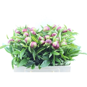 Paeonia Red Charm