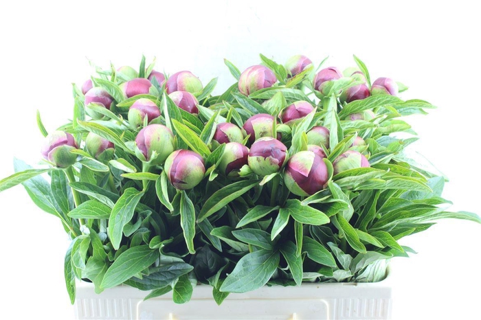 <h4>Paeonia Red Charm</h4>