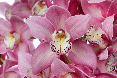 <h4>CYMB GR AIDA X12</h4>