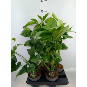 Philodendron  'Fun Bun'