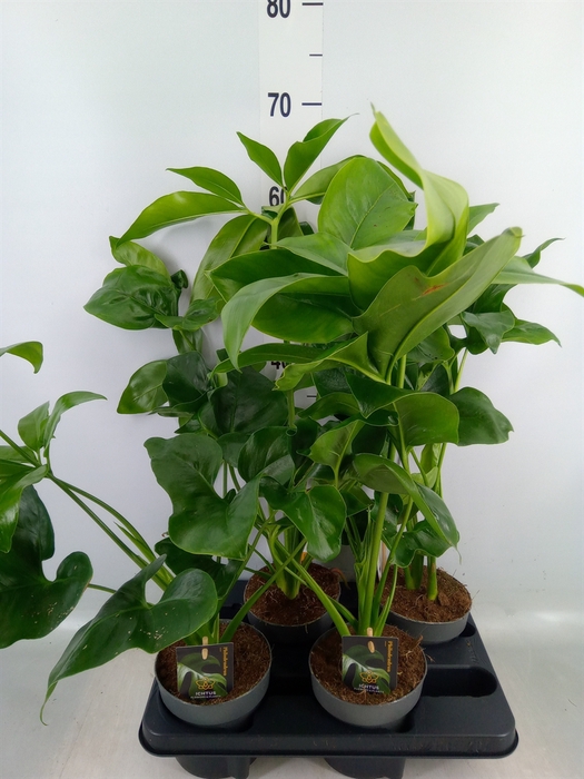 <h4>Philodendron  'Fun Bun'</h4>