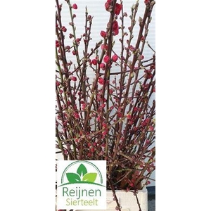 Prunus Red