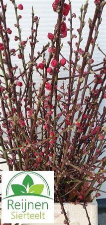 <h4>Prunus Red</h4>