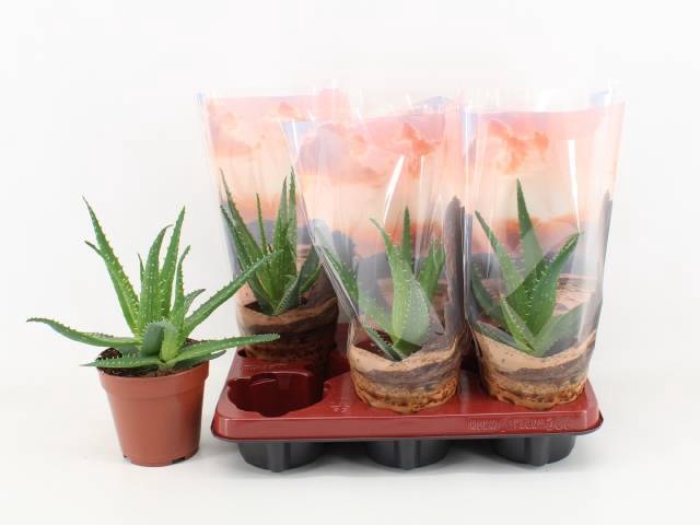 <h4>ALOE ARBORESCENS</h4>