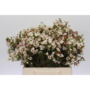 Chamelaucium Moonlight Delight